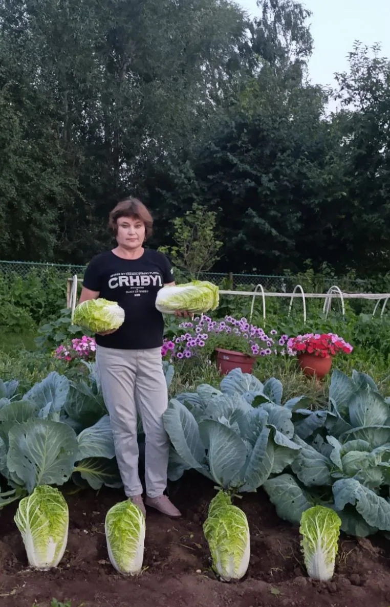 Быел ул 100 төп тирәсе — гади, шулай ук чәчәкле, брюссель, брокколи һәм пекин кәбестәләре утырткан.