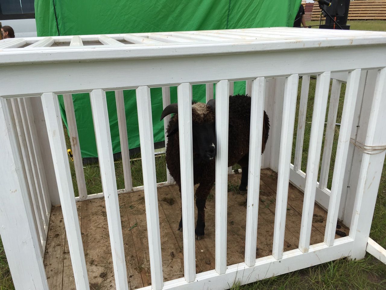 Фоторепортаж: В Кукморе прошел Сабантуй для животноводов и ветеринарных работников