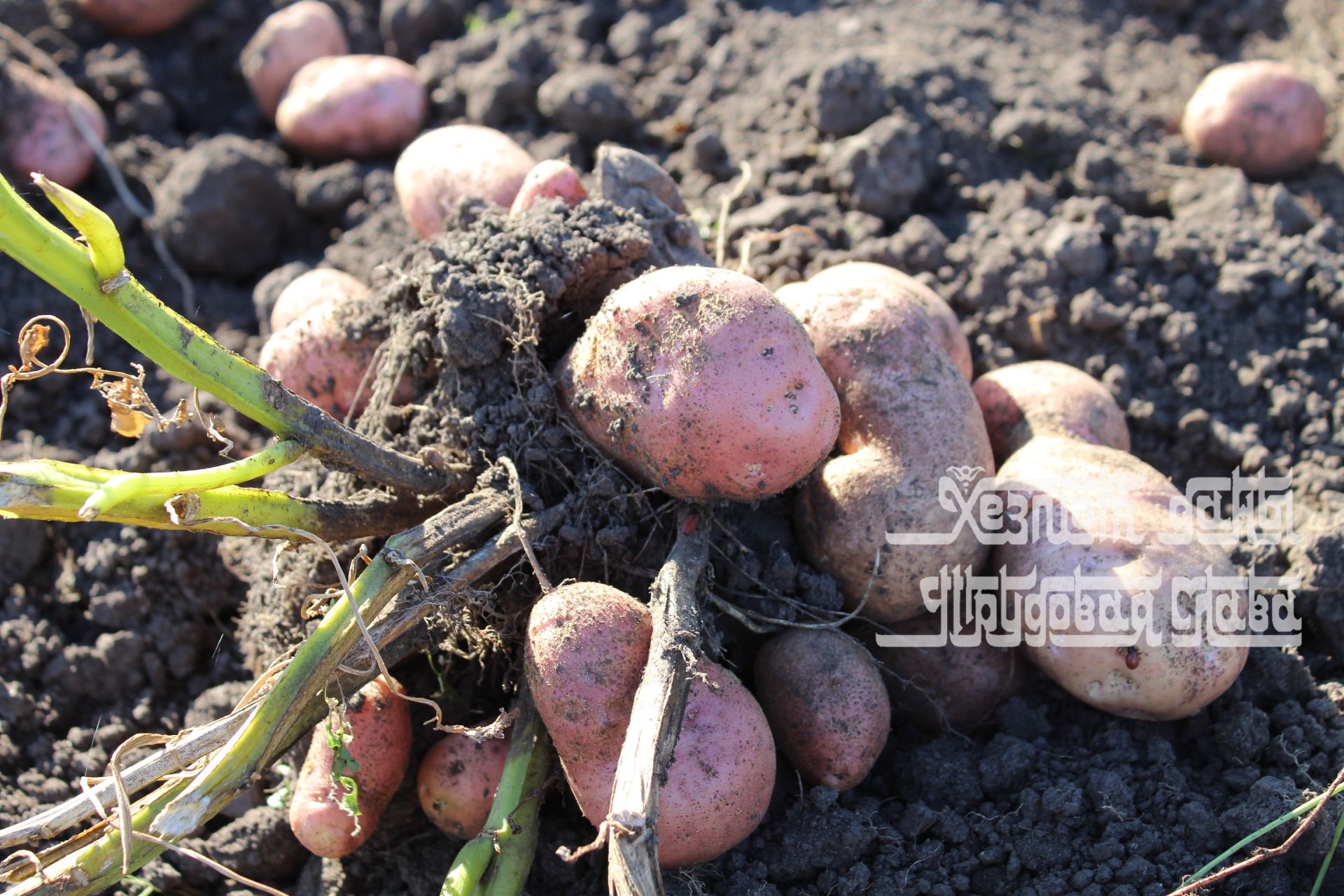 Фото: Камиль Хамзин из Кукморского района выращивает картофель из семян