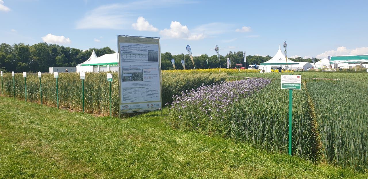 Крупнейшая выставка полевого формата «День поля в Татарстане» открылась в Лаишевском районе