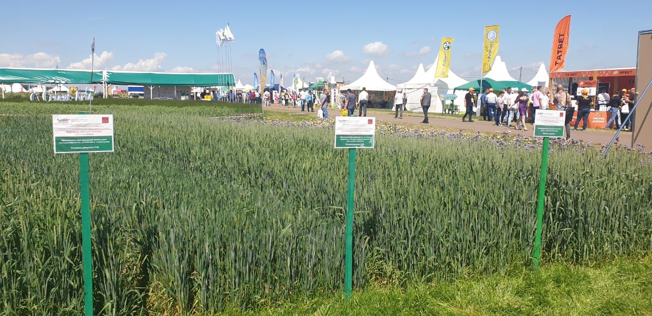 Крупнейшая выставка полевого формата «День поля в Татарстане» открылась в Лаишевском районе