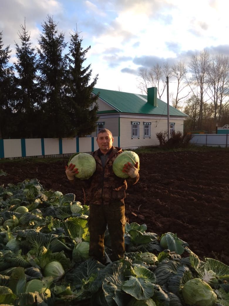Фермер Хамза Хисматуллин из Кукморского района: Выгоднее выращивать капусту