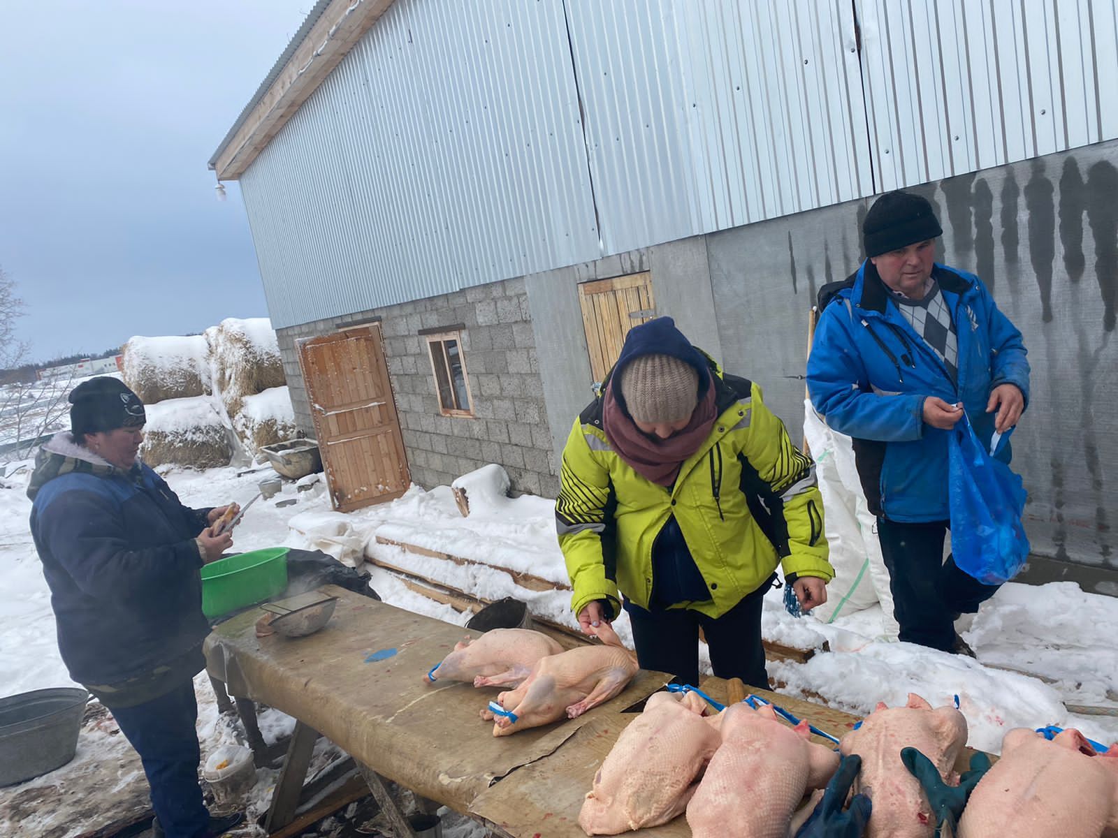 Кукмара районыннан Фәнил Гарифуллин: «Мәшәкате күп шикелле тоелса да, каз асрау отышлы ул»