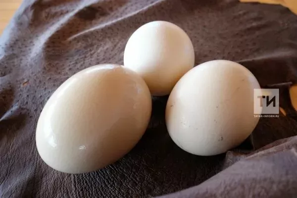 Вред и польза куриных яиц для организма человека