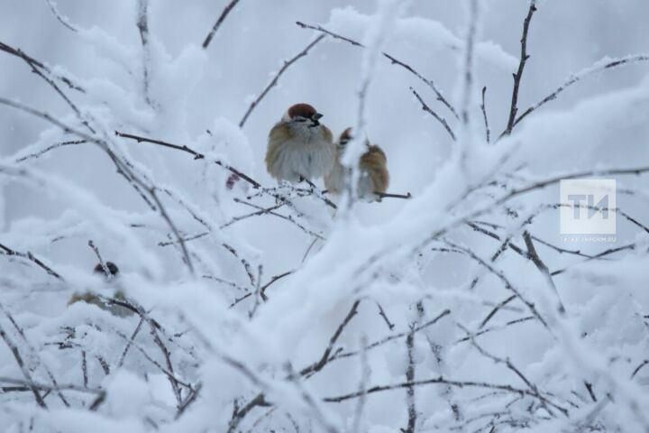 Предстоящая зима будет снежной: прогнозы метеорологов КФУ