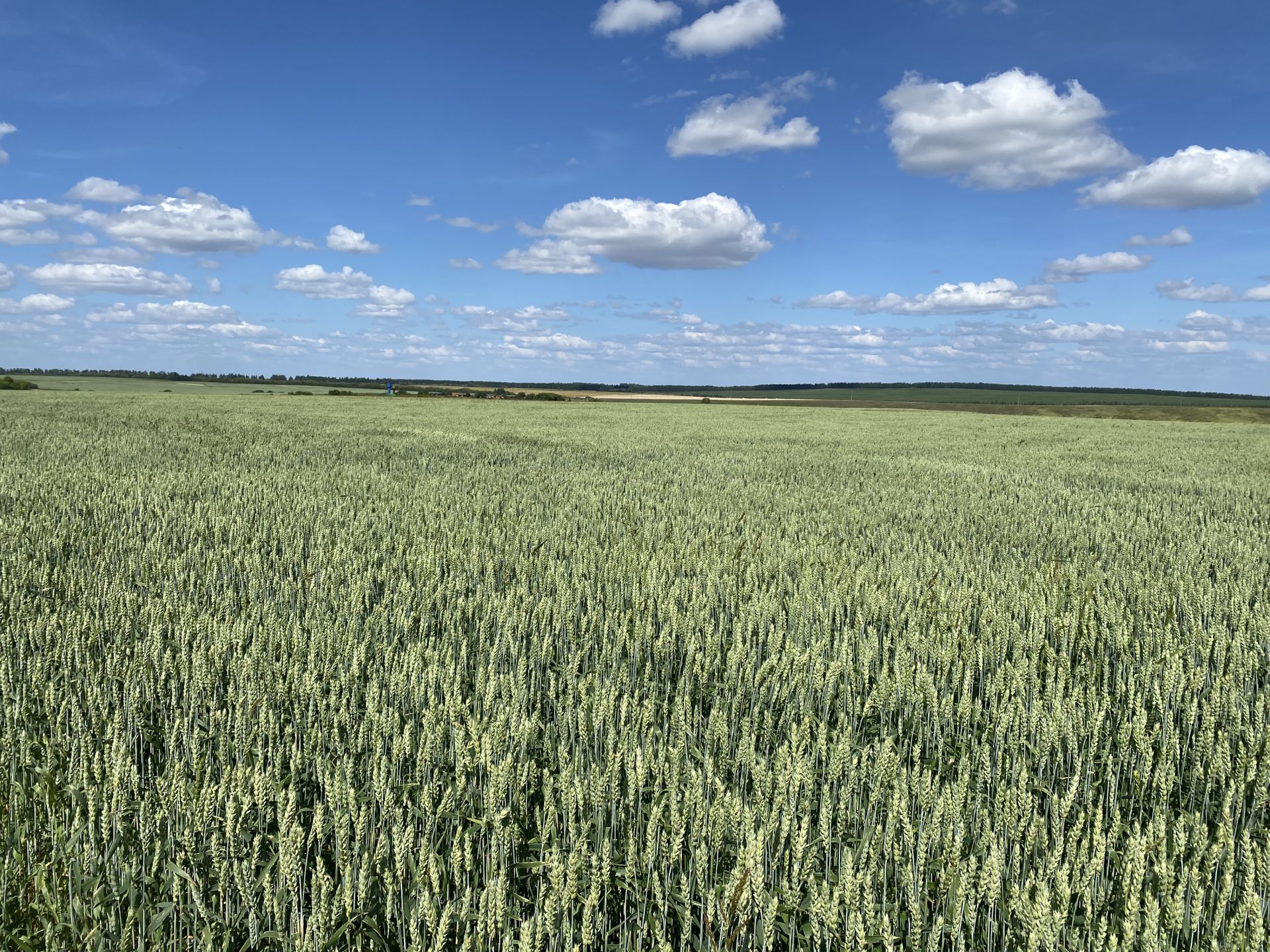 Кукмара аграрийлары басуларга чыгып тәҗрибә уртаклаштылар