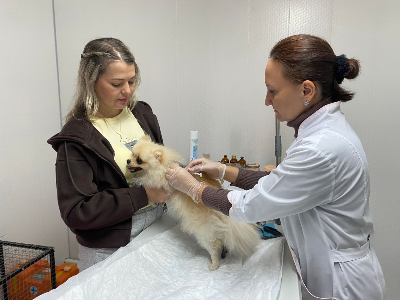 Кукмарада ветеринария хезмәткәрләре йорт хайваннарына вакцина ясый һәм чип куя