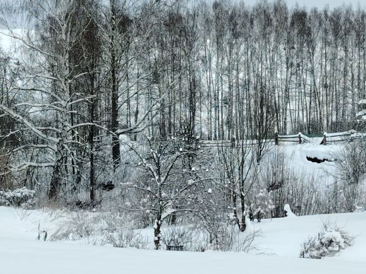 Татарстанда урманнарны торгызу эшләре башкарыла