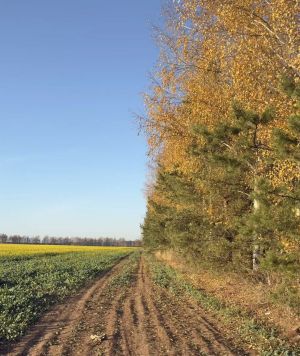 Какая погода ожидается в Кукморском районе 30 октября