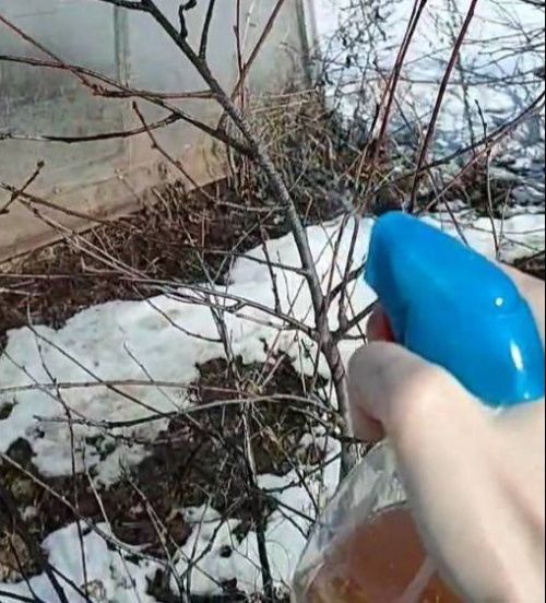 Огородные заботы: что нужно сделать в марте?