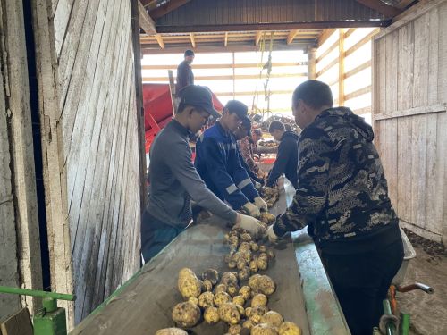 Кукмара аграр көллияте студентлары бәрәңге алуда эшләде