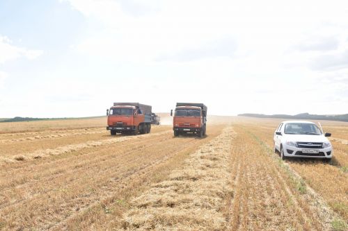 Кукмарада урып-җыю яхшы темп белән бара