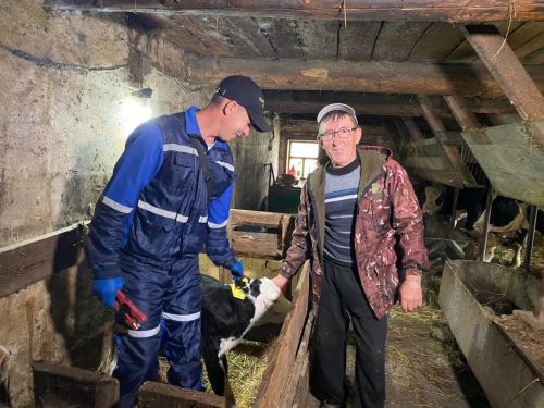 Терлекләр иминлеге - кеше сәламәтлеге: Кукмара районында малларның сәламәтлеген кайгыртуга зур игътибар бирелә