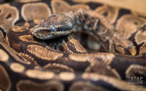 Юрист: кыргый хайваннарны фатирда тоткан өчен 100 мең сумга кадәр штраф каралган