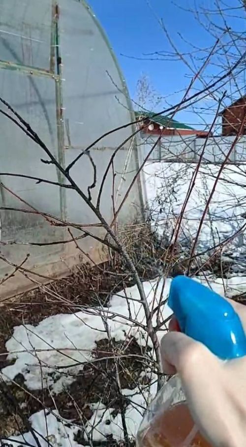 Огородные заботы: что нужно сделать в марте?