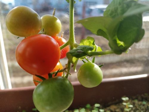 Помидоры: польза, лучшие заготовки на зиму и вкусные рецепты салатов