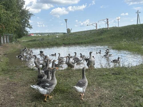 Лельвиж мәктәбе: матурлык белән хезмәт янәшә
