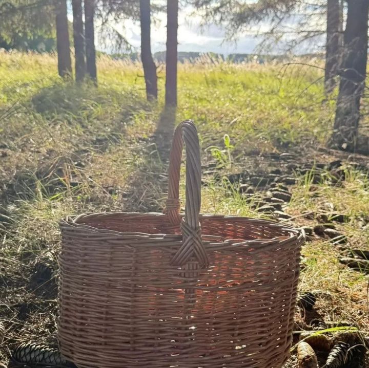 Синоптики обещают потепление до +20 градусов в Кукморском районе