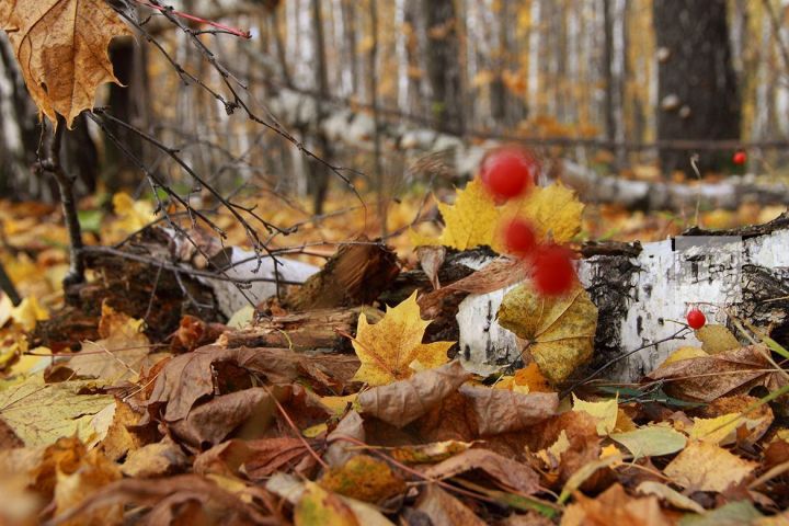 Врачи: Осенние букеты опасны