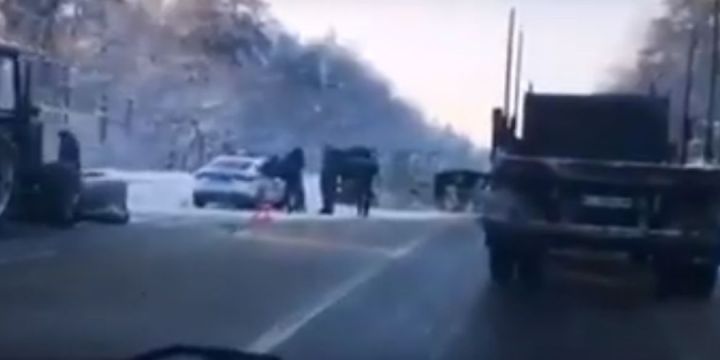 Татарстандагы трассада сыерлар төялгән машина капланган