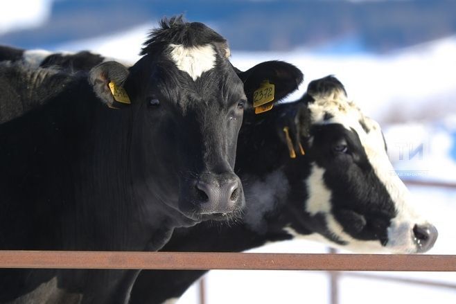 Кукморский район в лидерах по рейтингу хозяйств, в которых содержится более 200 коров