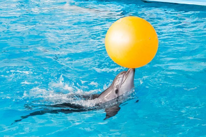 Не пропустите! Новое Световое шоу «Млечный путь» в Набережночелнинском дельфинарии!