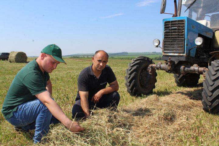 В обществе «Урал»  Кукморского района все силы направлены на заготовку кормов