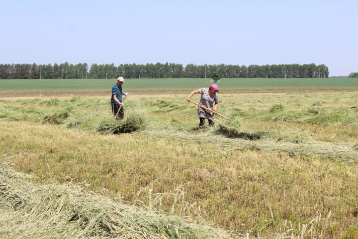 В Кукморском районе личным хозяйствам раздали сено