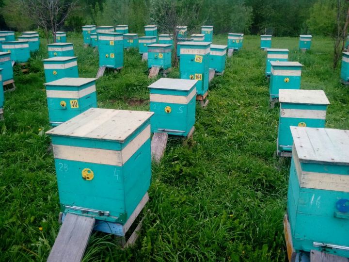 Пчеловоды обеспокоены: химическая обработка полей наносит большой вред пчелам
