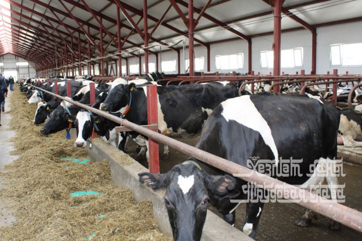 Сколько молока дает корова в сутки в хозяйствах Кукморского района?