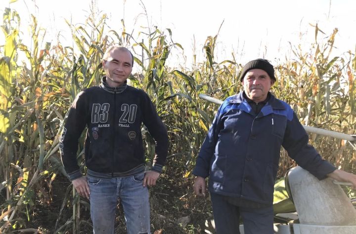 В кукморском обществе «Уныш» завершается уборка кукурузы