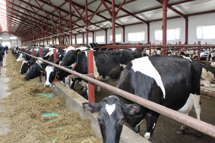 Татарстан оказался в числе лидеров по объемам реализации молока среди российских регионов