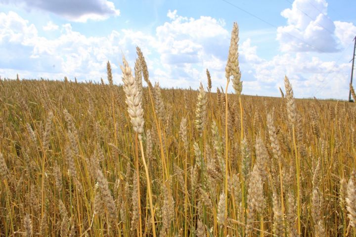 В Татарстане выведен новый сорт пшеницы «100 лет ТАССР»
