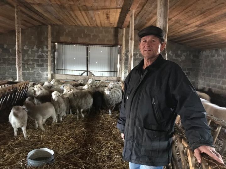 Превзошел родителей: Рамазан Садрутдинов из Большого Кукмора разводит около сотни овец