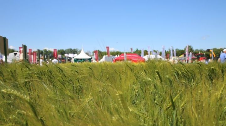 «День поля – 2020» в Татарстане пройдет в начале июля