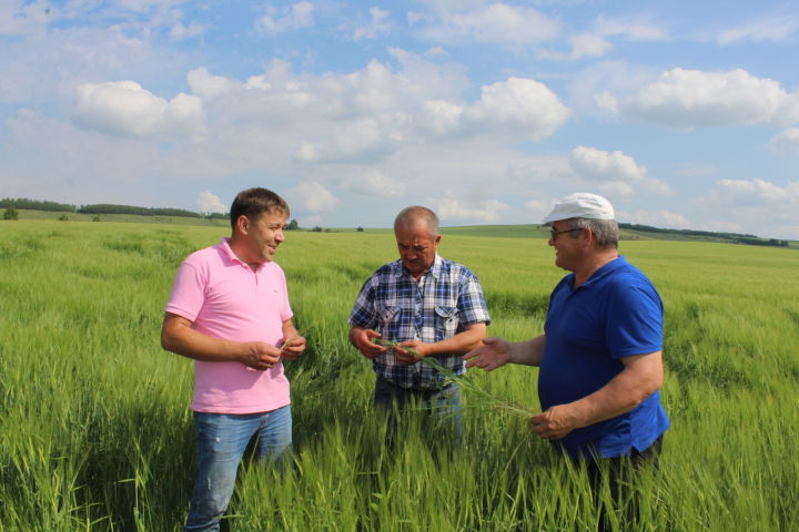 В КФХ Данила Хадиева полностью завершили первый укос многолетних трав