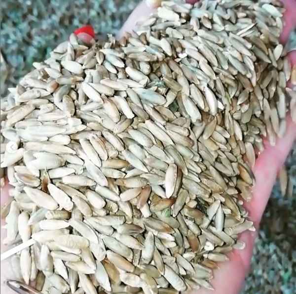 В Татарстане собран первый миллион тонн зерна
