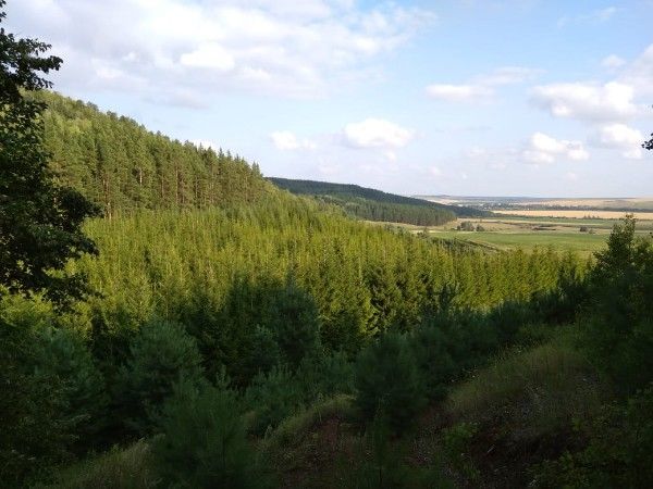С начала 2020 года на территории Кукморского лесничества молодые деревца посадили 20 гектарах