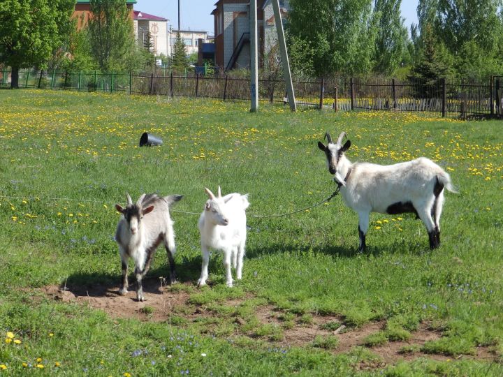 Заведующая Кукморской ветлабораторией рассказала, как кормить козу, чтобы больше давала молока