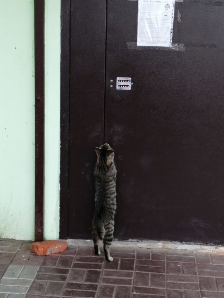 В Кукморе житель многоквартирного дома пожаловался на состояние подъезда из-за кошек