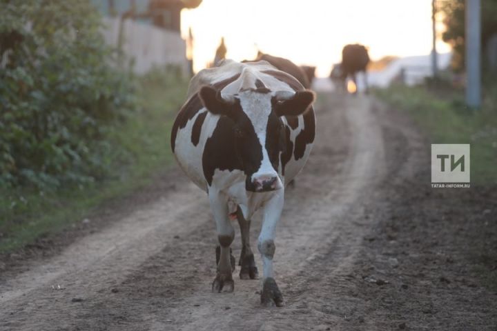 Закупочные цены на молоко по Кукморскому району в июне