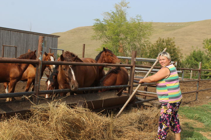 Семья Аглиевых из Арпаяза в своем личном подсобном хозяйстве держат помногу скота