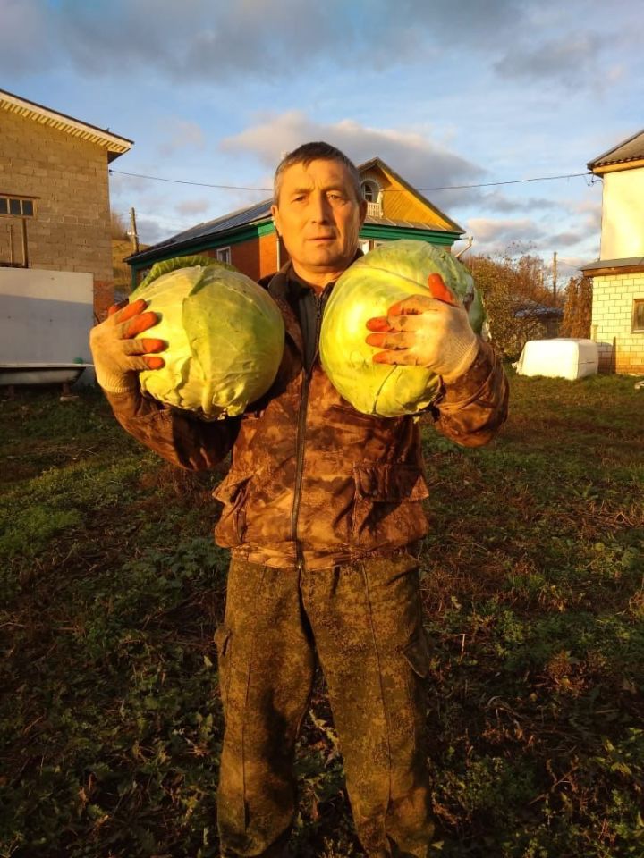 Фермер Хамза Хисматуллин из Кукморского района: Выгоднее выращивать капусту