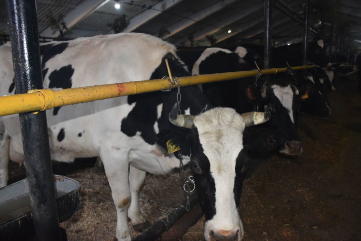 Закупочные цены на молоко по Кукморскому району в январе