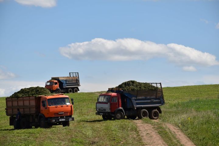В коллективных хозяйствах Кукморского района идет заготовка кормов
