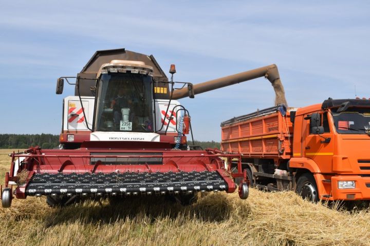 В обществе «Уныш» Кукморского района ежедневно намолачивают 230-250 тонн зерна