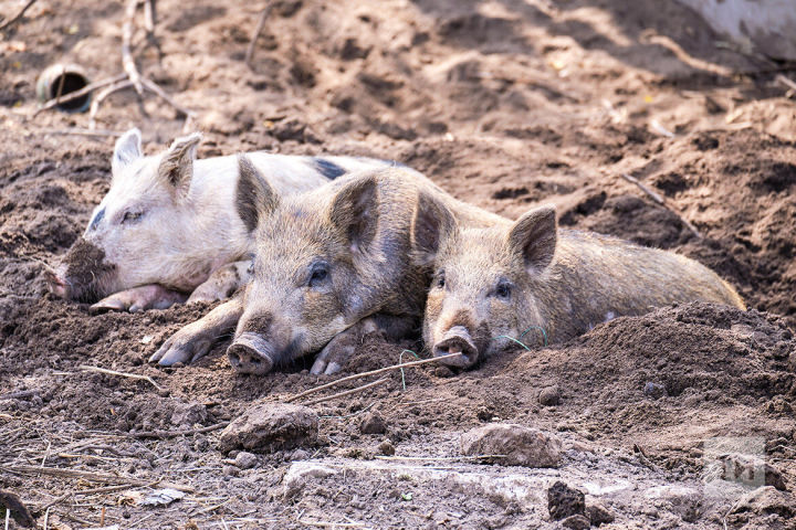 Ветобъединение обращается к жителям Кукморского района в связи с распространением африканской чумы свиней