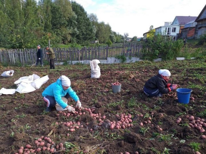 В Кукморском районе под картофель отведен 291 гектар