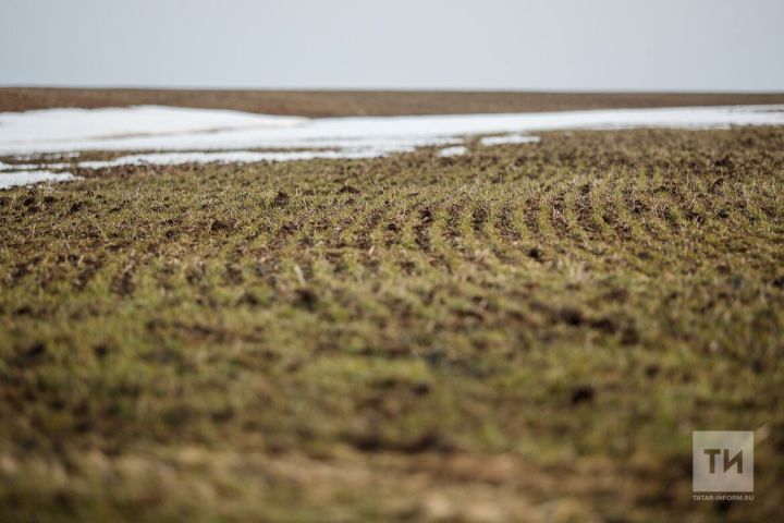 В Татарстане оценили состояние посевов озимых культур под урожай 2025 года