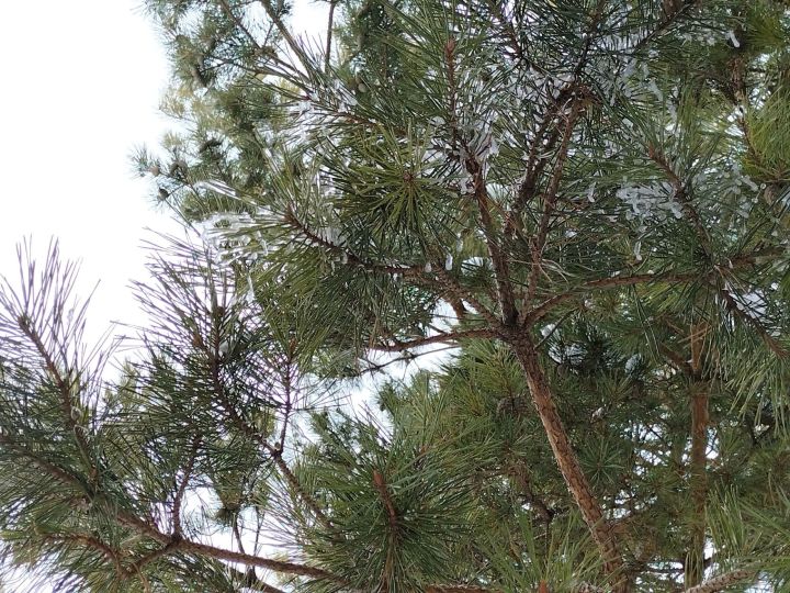 В Кукморском районе ожидается сильный ветер и до +7 градусов